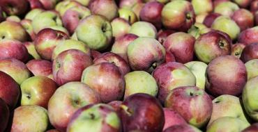 Yoğunlaştırılmış sütle elma püresi nasıl yapılır: fotoğraflı adım adım tarif Yoğunlaştırılmış sütle elma püresi nasıl pişirilir